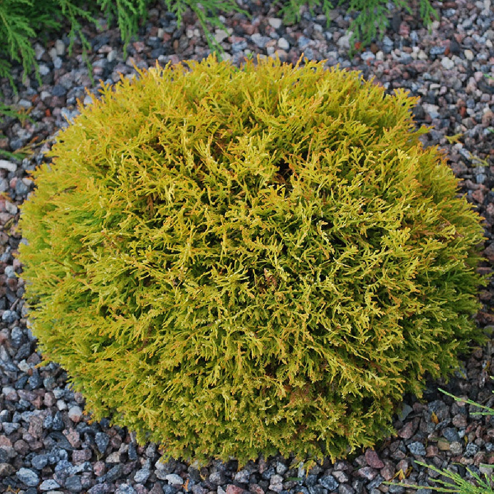 Туя западная Даника Ауреа  C2-3 1шт / Thuja occidentalis Danica Aurea