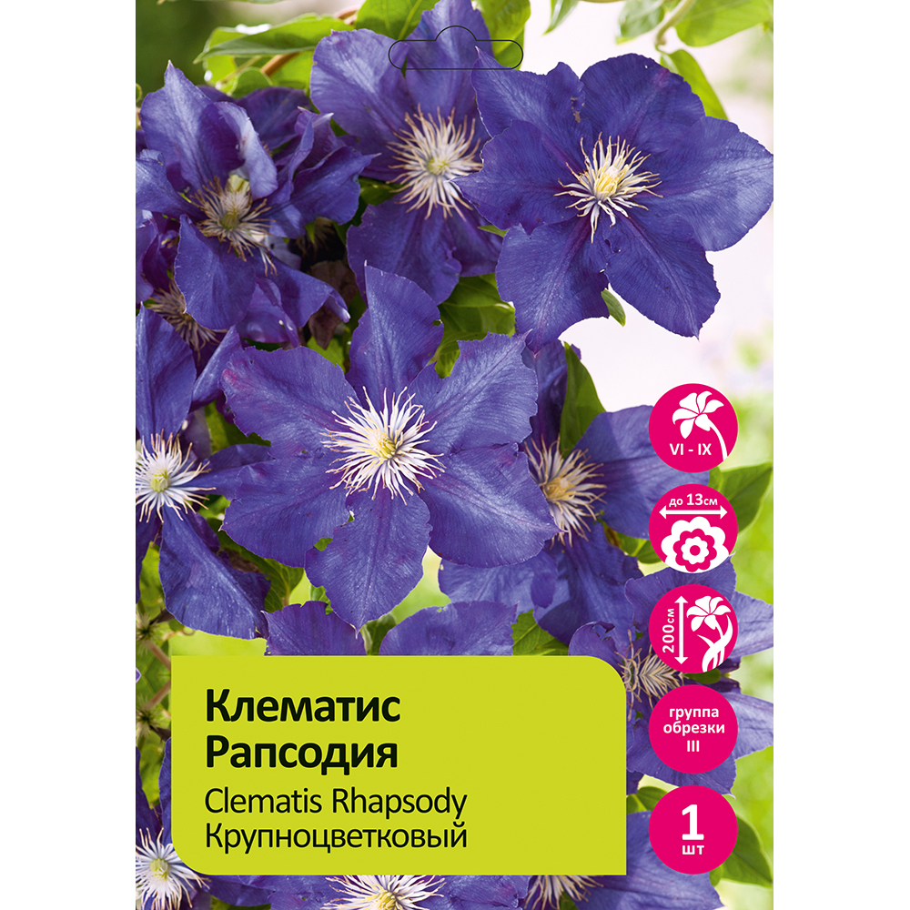 Клематис Рапсодия 1шт гр.обрезки 3 /Clematis Rhapsody