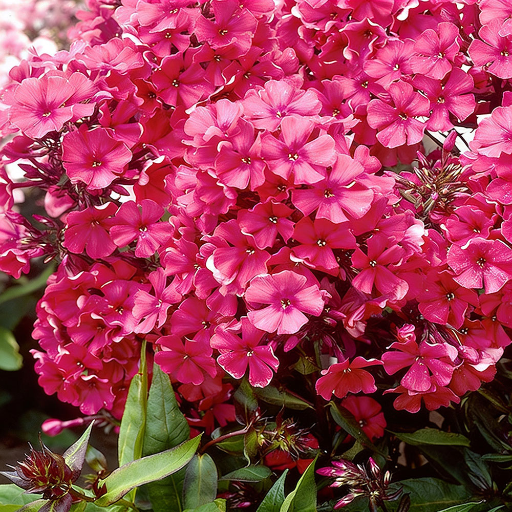 Флокс Спитфайр метельчатый Р13 1шт /Phlox paniculata Spitfire 