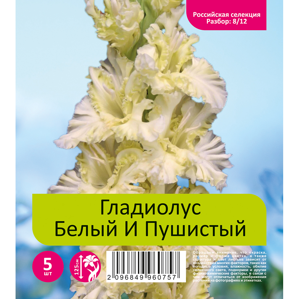Гладиолус Белый И Пушистый 5шт (разбор 8/12)