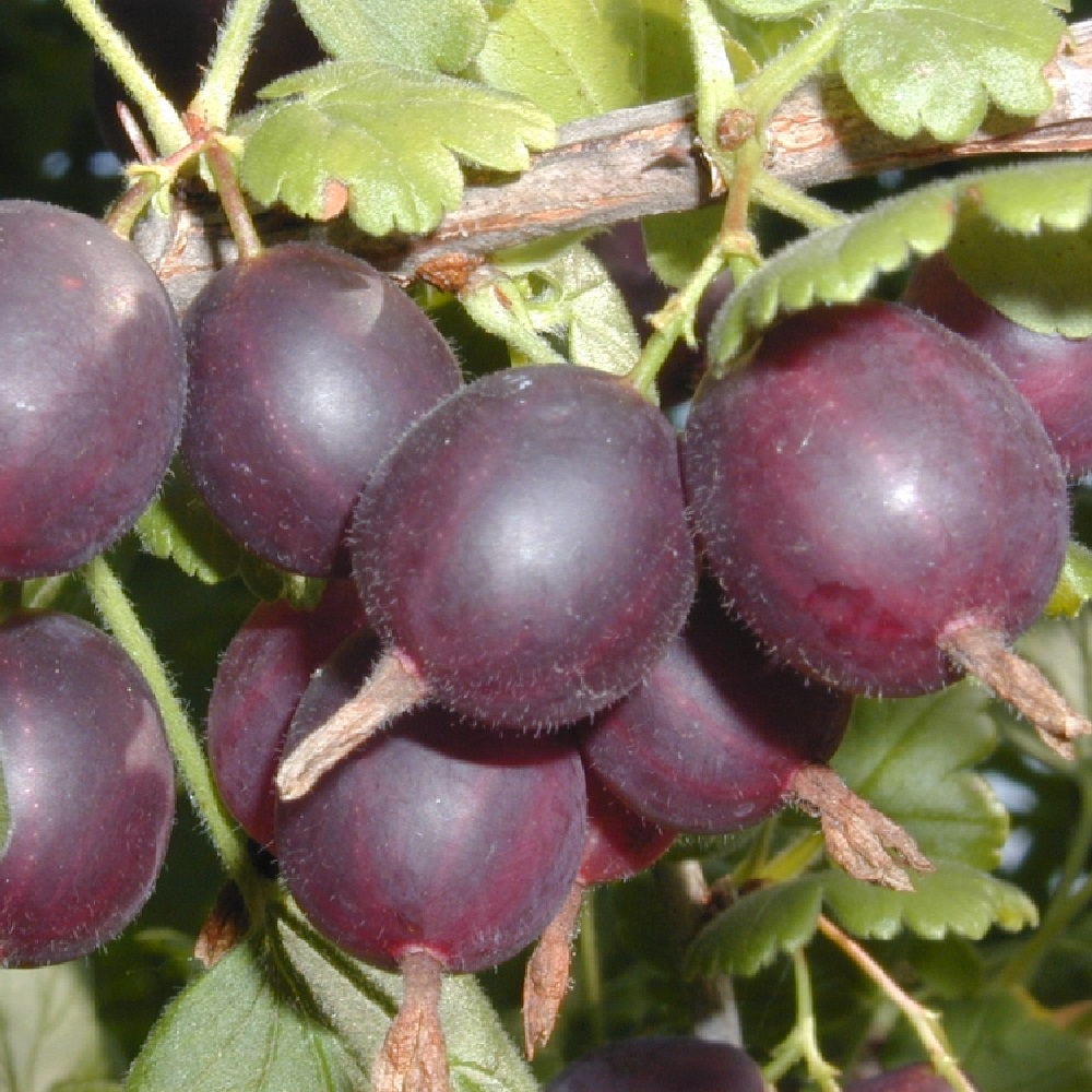 Крыжовник Грушенька С2-3 1шт