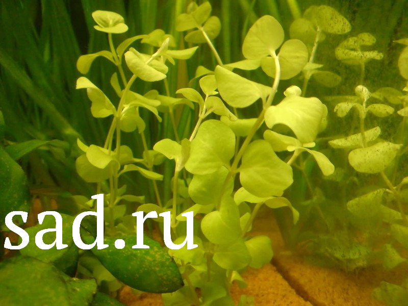 Вербейник монетчатый  Аурея Р9 1шт/Lysimachia nummularia Aurea