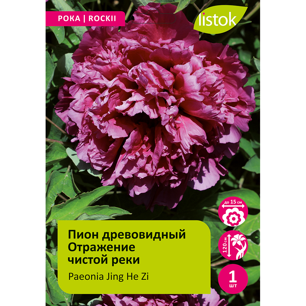 Пион древовидный Отражение чистой реки 1шт /Paeonia Jing He Zi (Цзин Хэ Цзы)