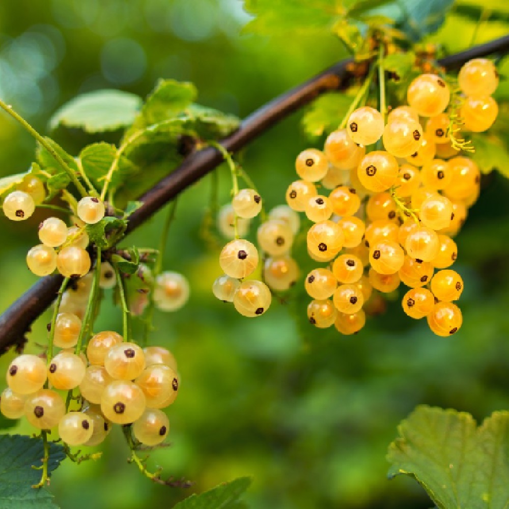 Смородина белая Императорская желтая 1шт