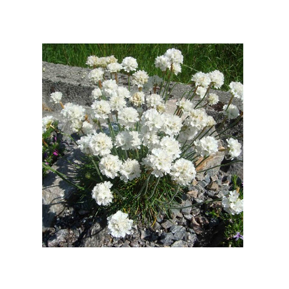Армерия приморская Альба Р9 1шт/Armeria martima Alba
