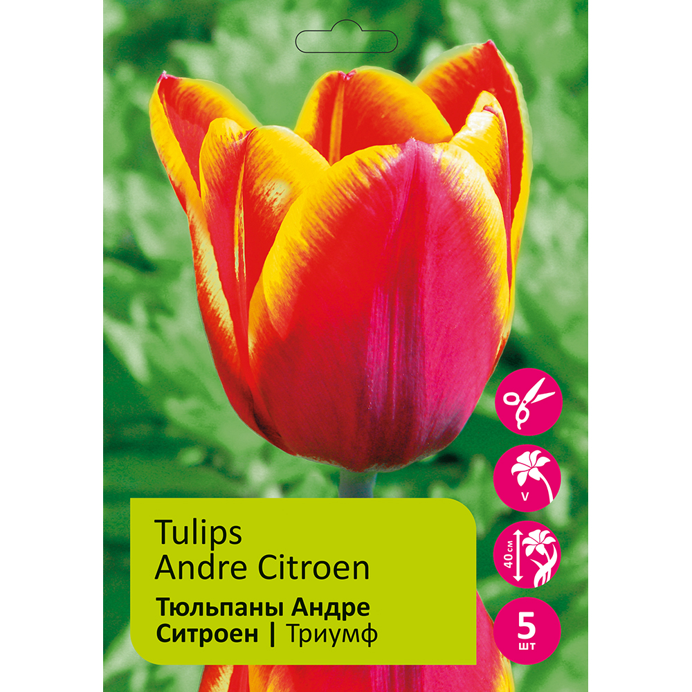 Тюльпаны Андре Ситроен 5шт Триумф 12/+/Tulip Andre Citroen