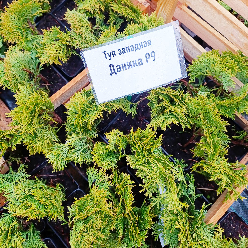 Туя западная Даника P9 1шт/ Thuja occidentalis Danica