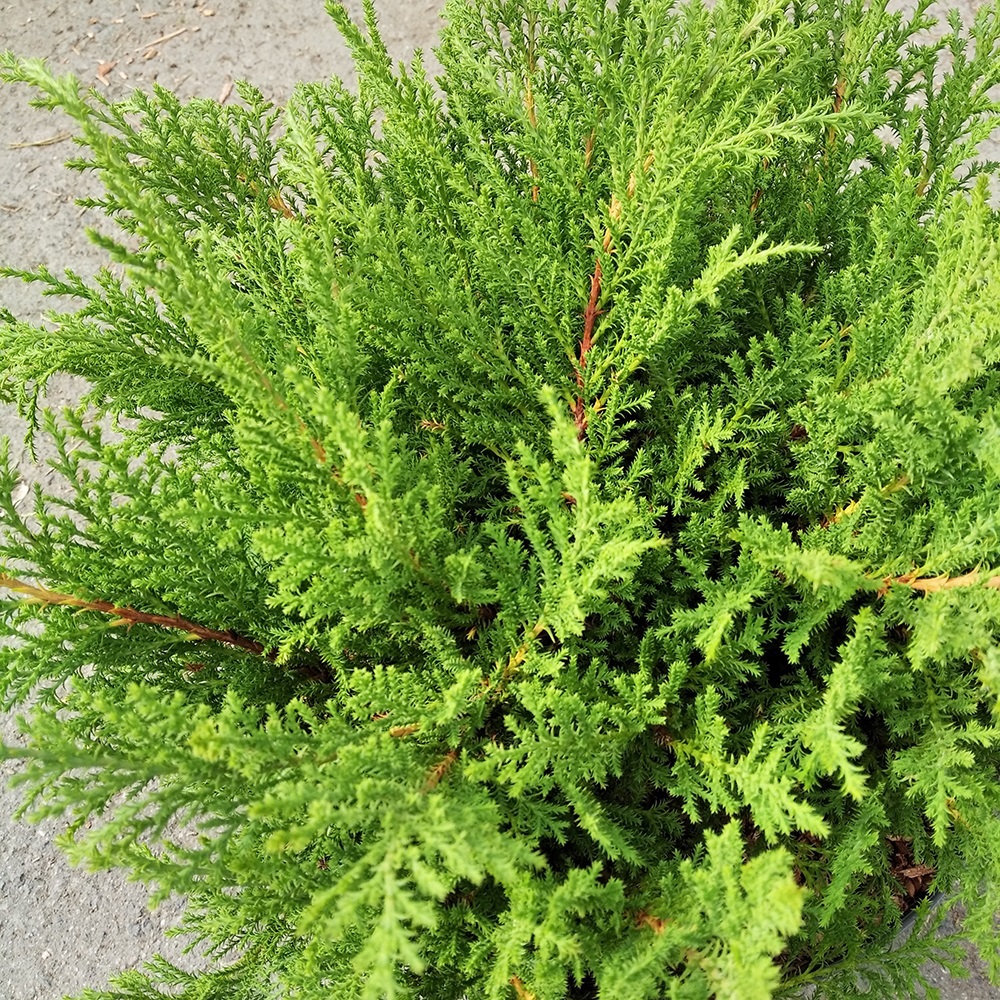 Микробиота перекрестнопарная Фуз Бол в горшке 7,5л (высота 30-40)1шт/Microbiota decussata Fuzz Ball