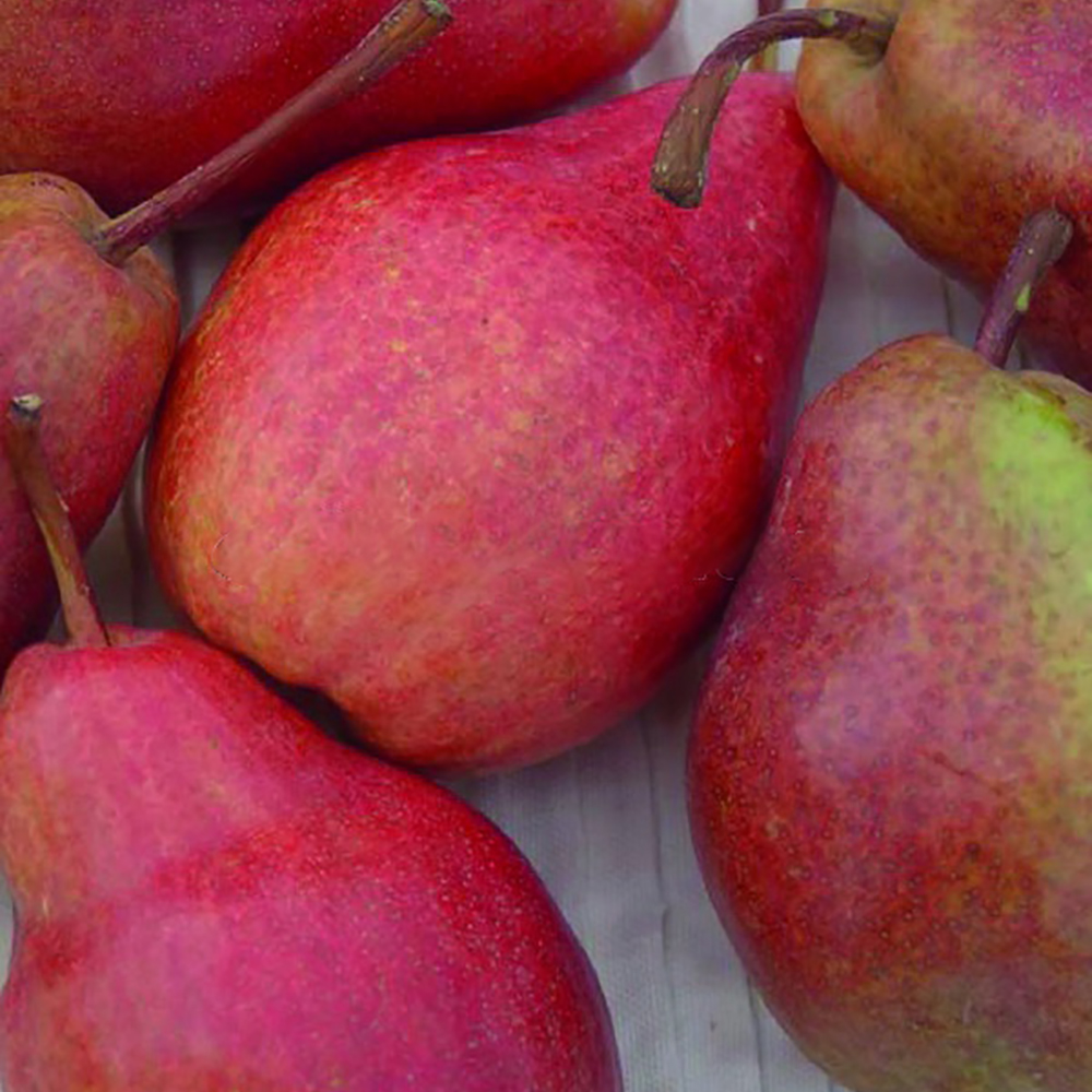 Груша Кармен (подвой семенной) (в сетке) 1шт