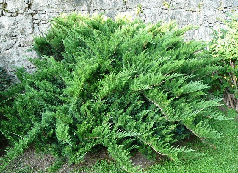 Можжевельник казацкий Тамарисцифолия С5 1шт/ Juniperus sabina Tamariscifolia