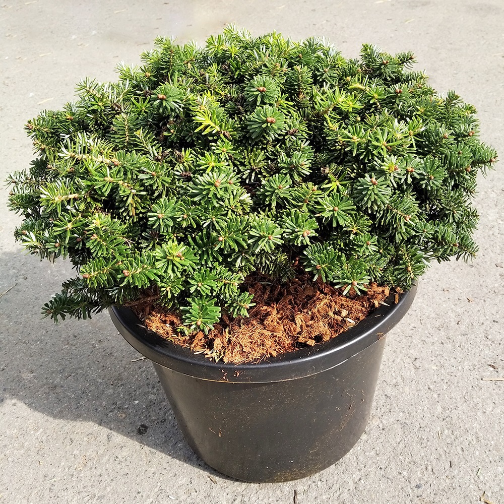 Пихта корейская Брилиант С12 (высота 30-35см) 1шт /Abies koreana Brilliant