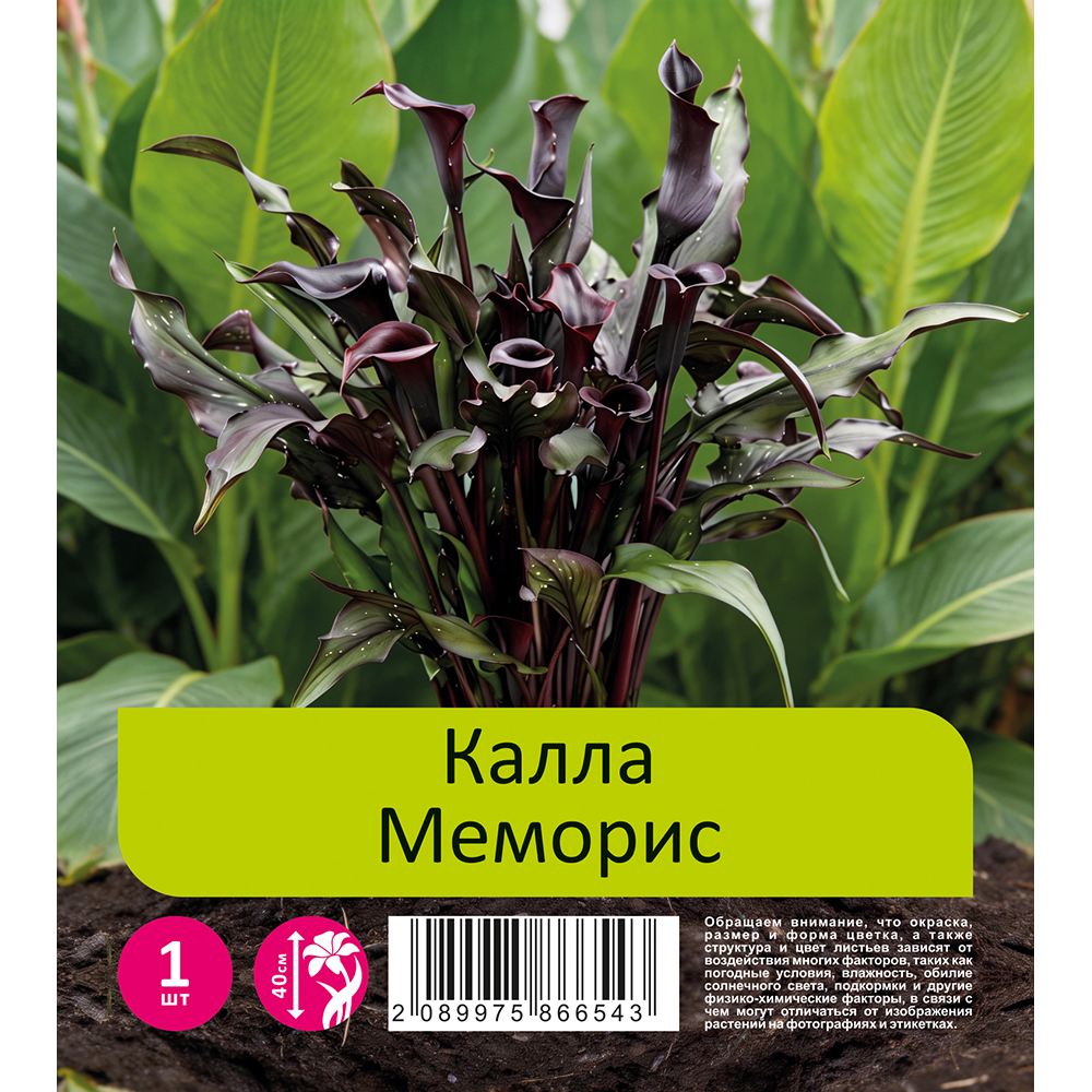 Калла Меморис 12/14 1шт  /Zantedeschia Memories