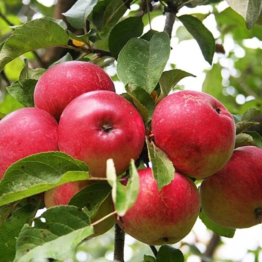 Яблоня Приземлённое карликовая 1шт.