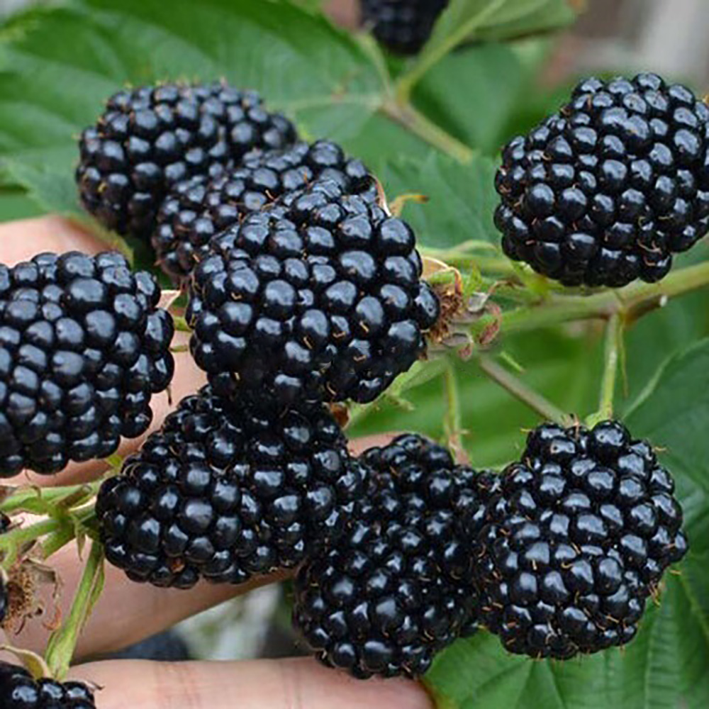 Ежевика Лох Тей 1шт 