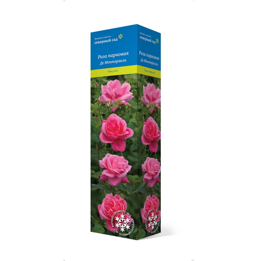 Роза канадская Де Монтервиль, парковая 1шт.
