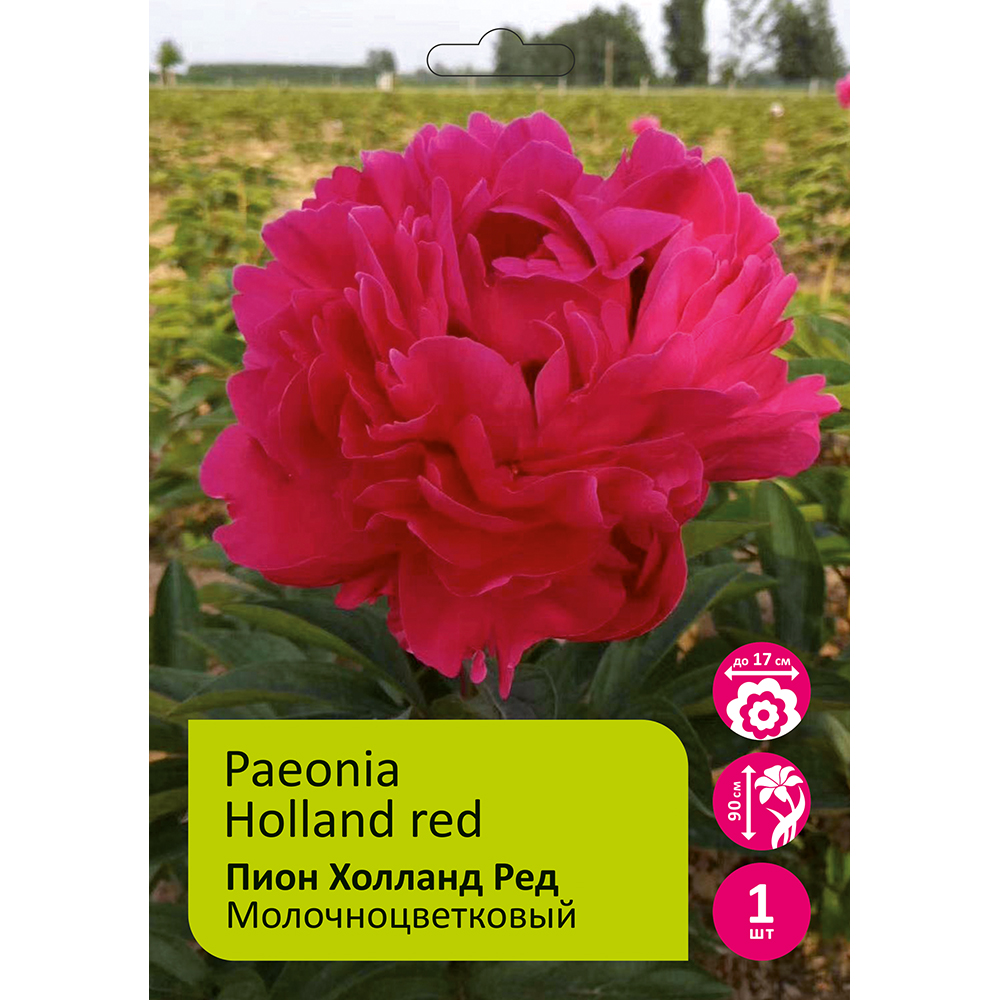 Пион молочноцветковый Холланд Ред 1шт 2/3 / Holland red (He lan hong / Хэ Лань Хун)