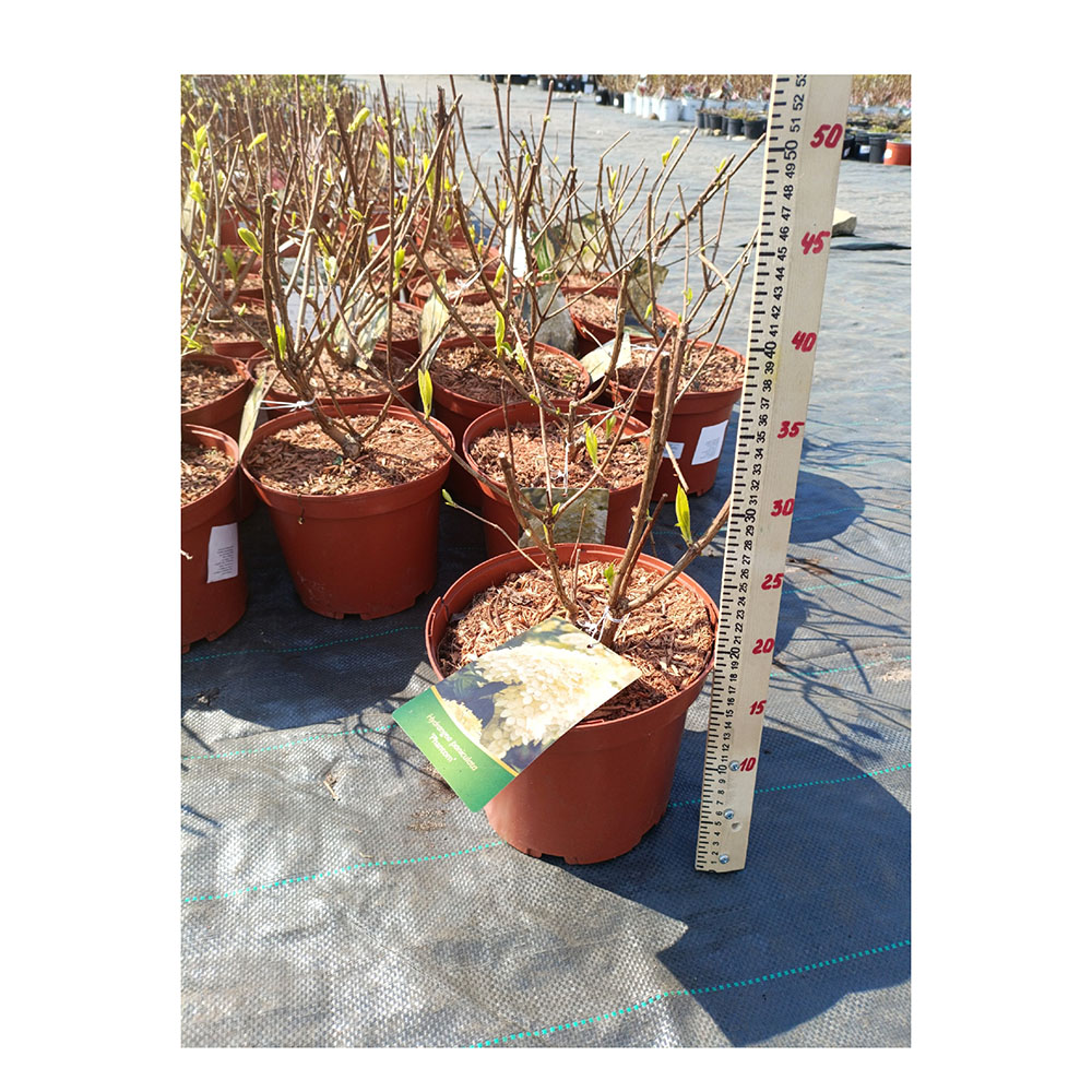 Гортензия метельчатая Фантом С5 1шт/Hydrangea paniculata Phantom