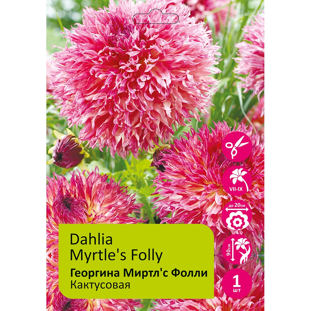 Георгина Миртл'с Фолли 1шт/Dahlia Myrtle's Folly