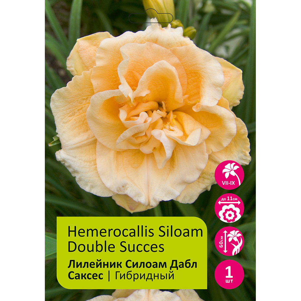 Лилейник Силоам Дабл Саксес 1шт I / Hemerocallis Siloam Double Succes
