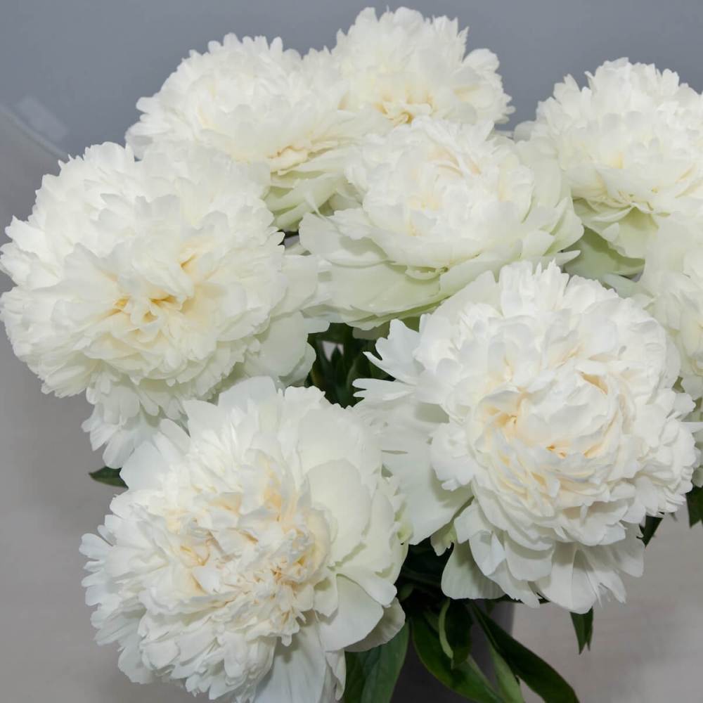 Пион Молочноцветковый Айвори Виктори 1шт /Paeonia Ivory Victory