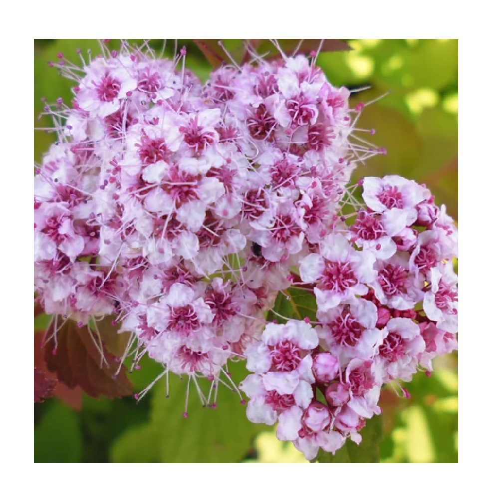 Спирея японская Спарклинг Шампэйн, в горшке 2-3л 1шт