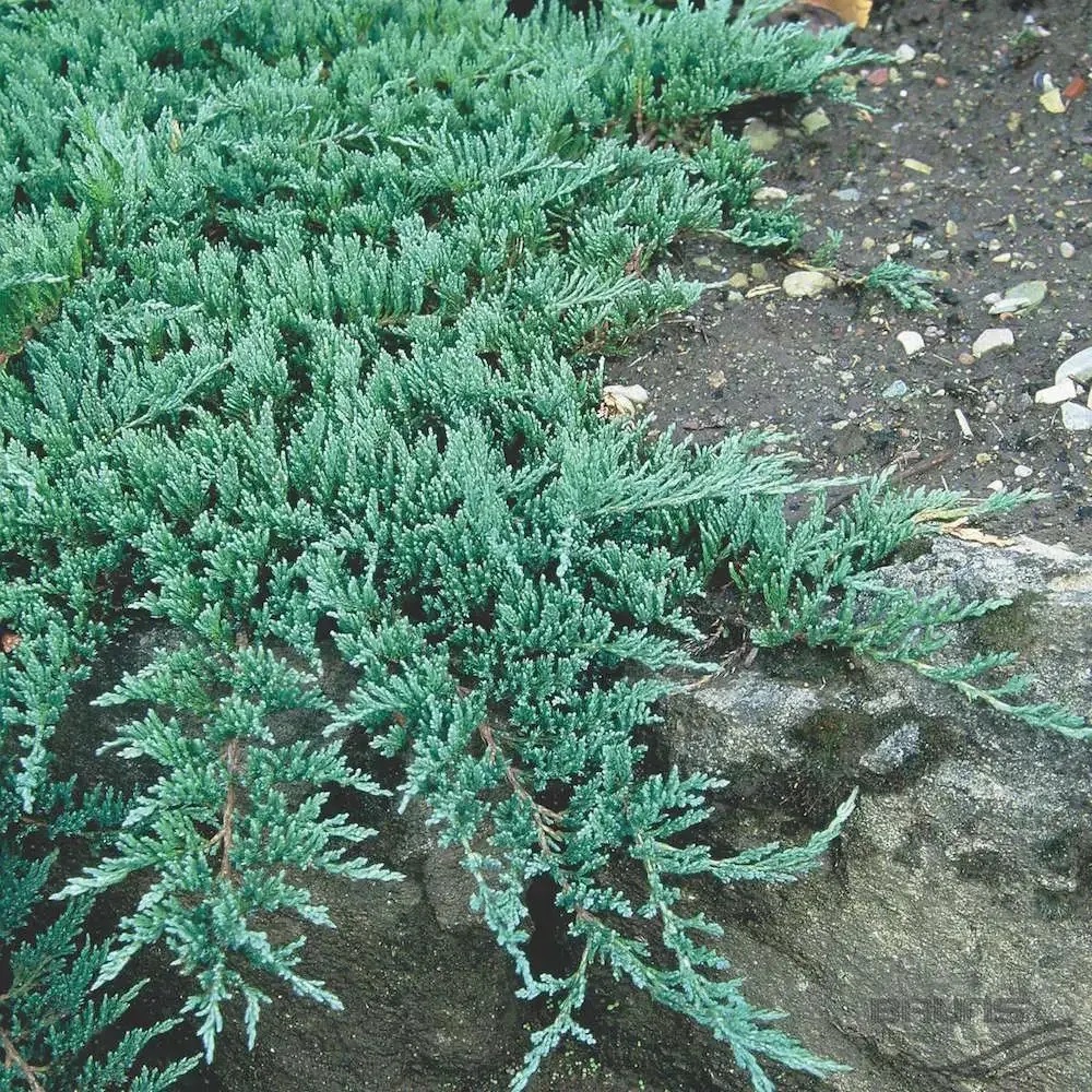Можжевельник горизонтальный Глаука С2  1шт/Juniperus horizontalis Glauca