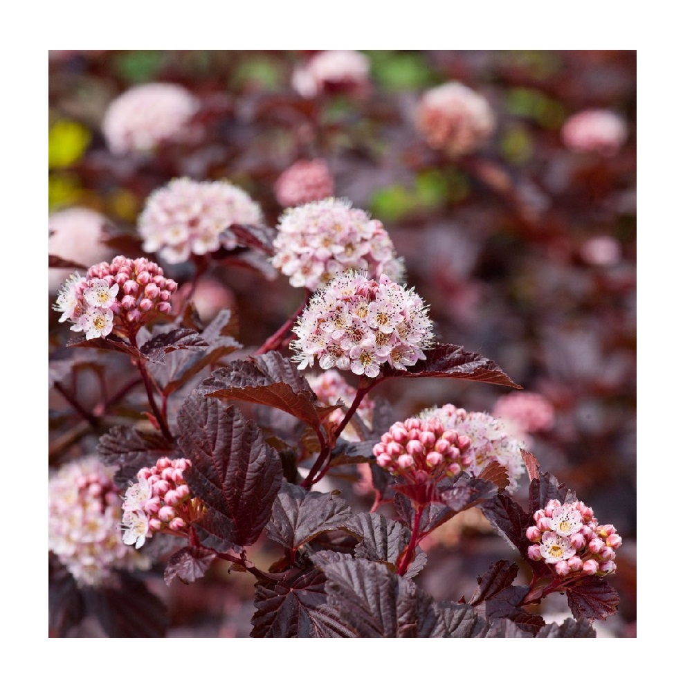Пузыреплодник калинолистный Леди ин Ред С3 1шт/Physocarpus LADY IN RED