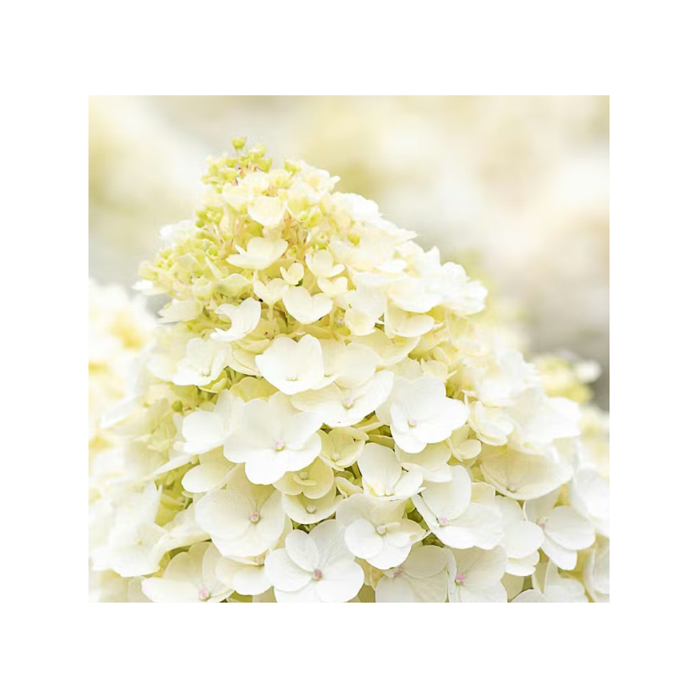 Гортензия метельчатая Геркулес С5 1шт/Hydrangea paniculata HERCULES