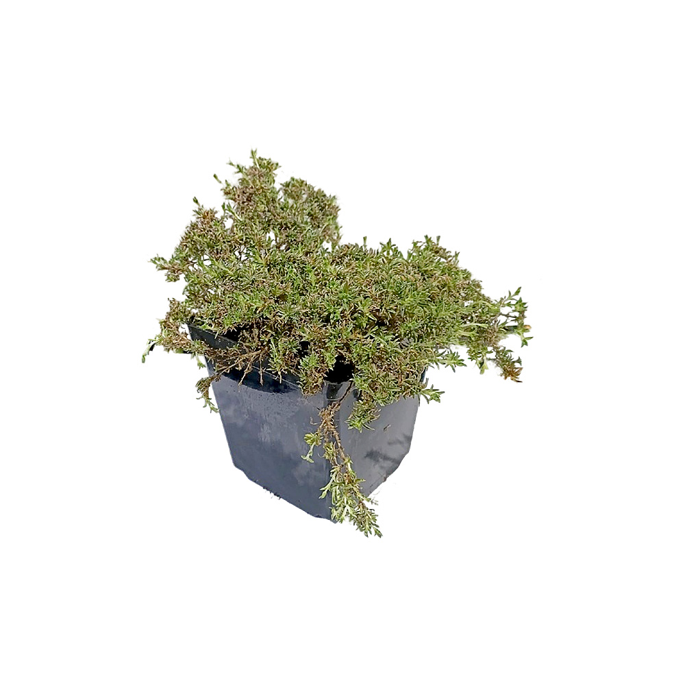 Флокс Дугласа Адмирал Вайт Р13 1шт /Phlox douglasii Admiral White