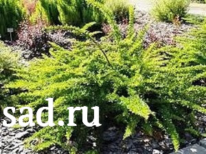 Барбарис Тунберга Грин Орнамент С3 1шт/Berberis thunbergii Green Ornament