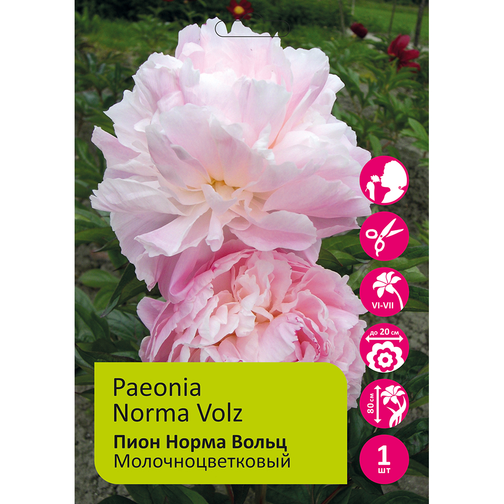 Пион молочноцветковый Норма Вольц 1шт/Paeonia Norma Volz