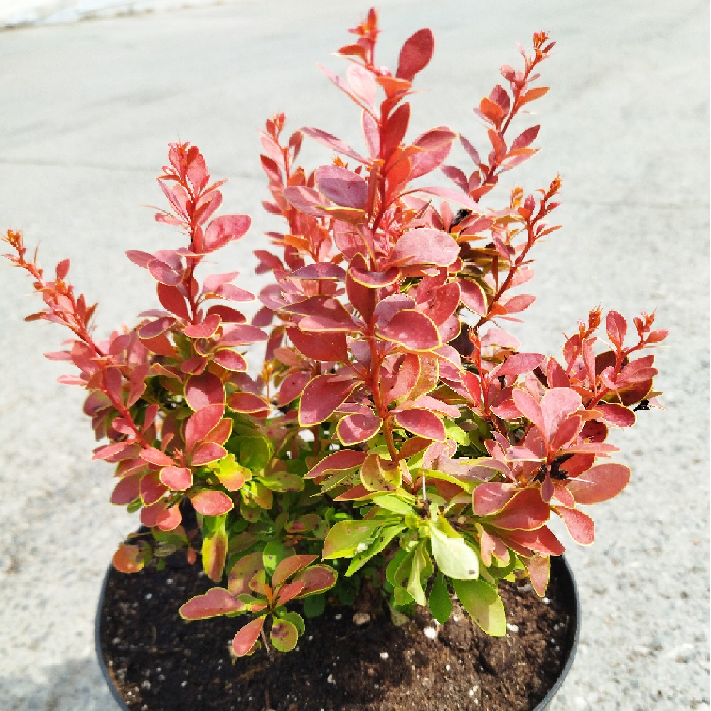 Барбарис тунберга Адмирейшн в горшке 5л, 1шт