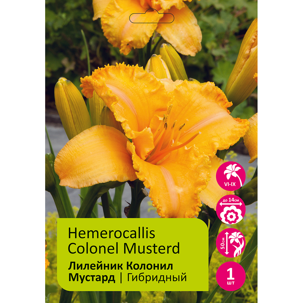 Лилейник Колонил Мустард 1шт/Hemerocallis Colonel Musterd