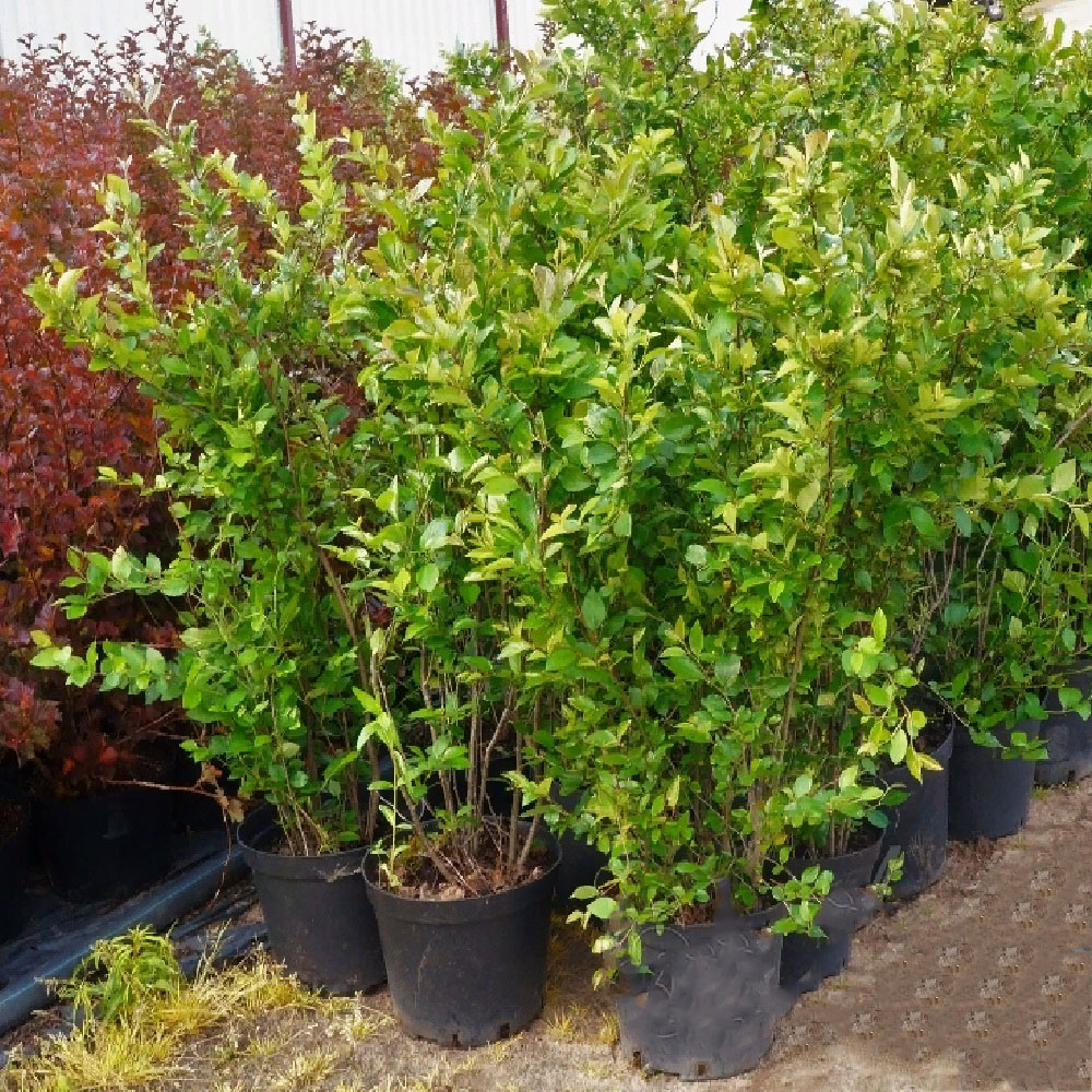 Кизильник блестящий С5  1шт /Cotoneaster lucidus