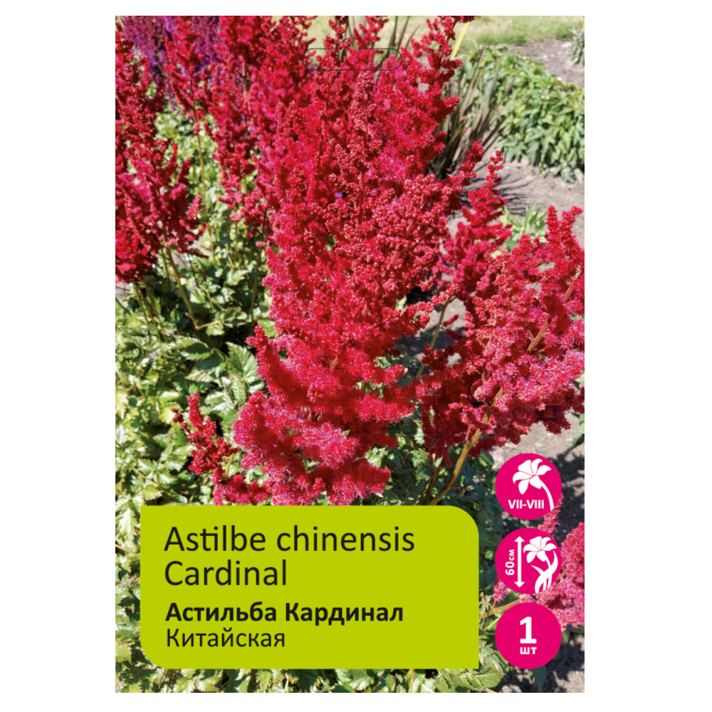 Астильба Кардинал 1шт 2/3 /Astilbe Cardinal