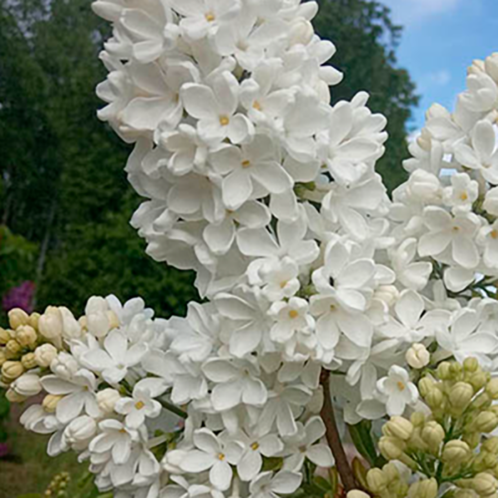 Сирень обыкновенная Агидель 1шт