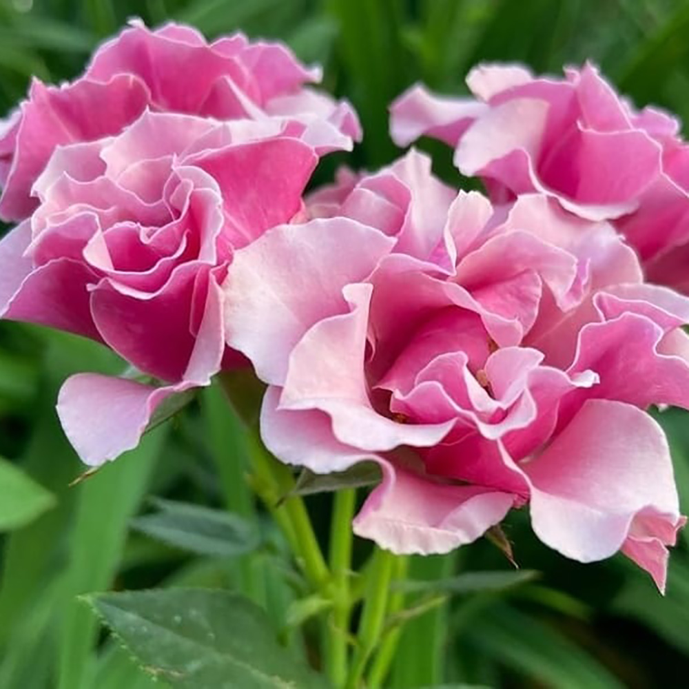 Роза Санта Барбара 1шт спрей /12