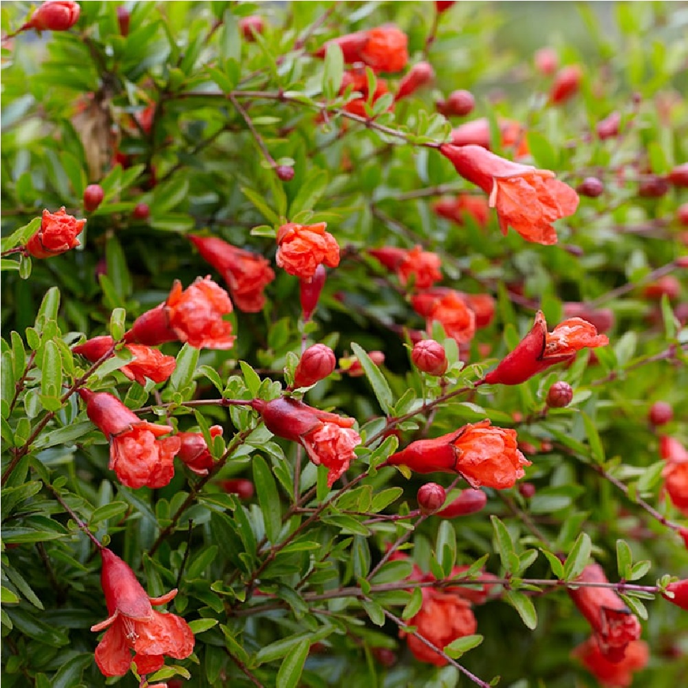 Гранат карликовый Нана 1шт  /24