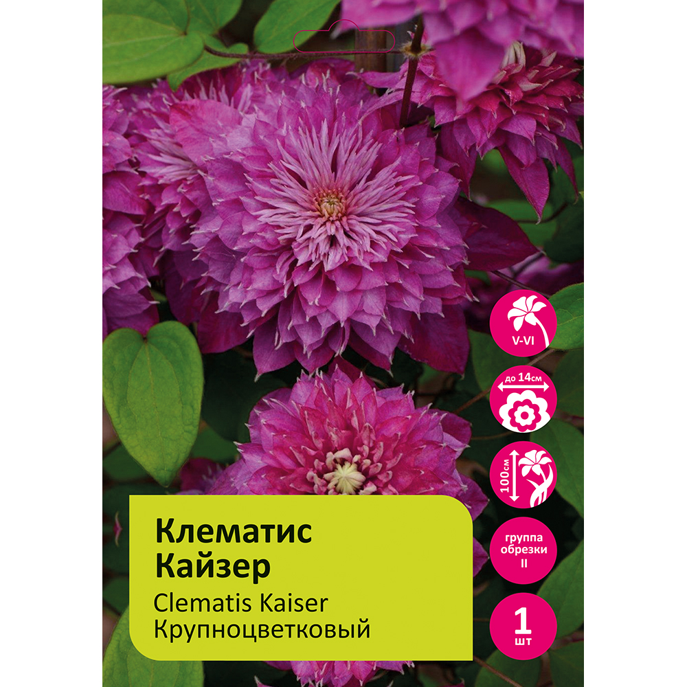 Клематис Кайзер 1шт гр.обрезки 2 / Clematis Kaiser