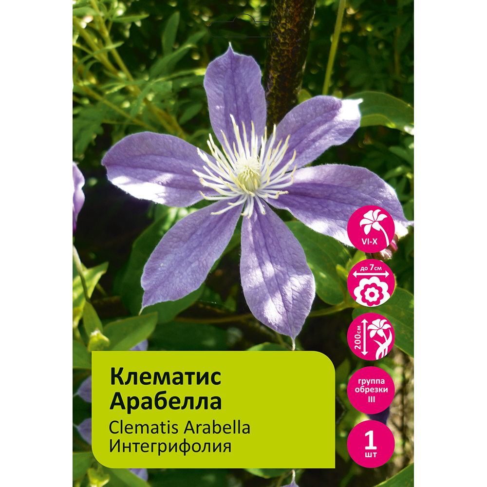 Клематис Арабелла  1шт гр.обрезки 3 / Clematis Arabella 