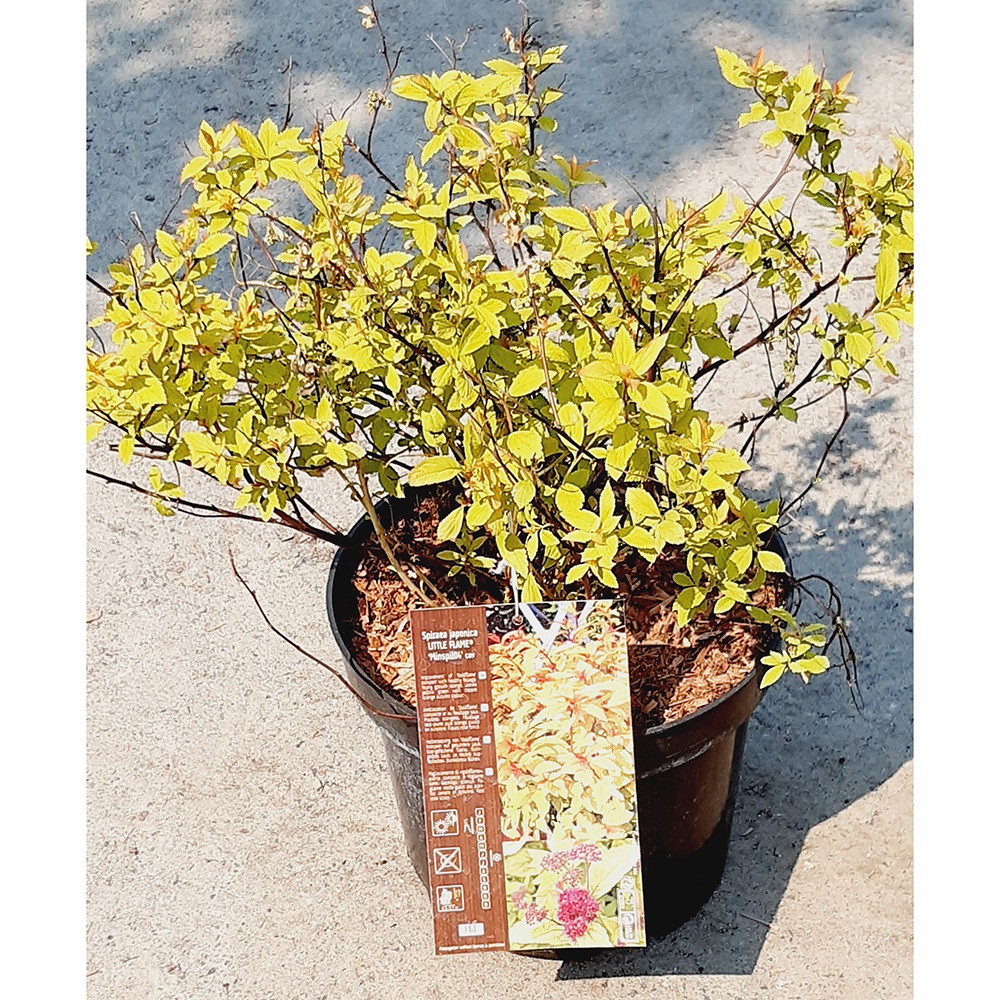 Спирея японская Литл Флэйм Минспил С2 H20-30 1шт