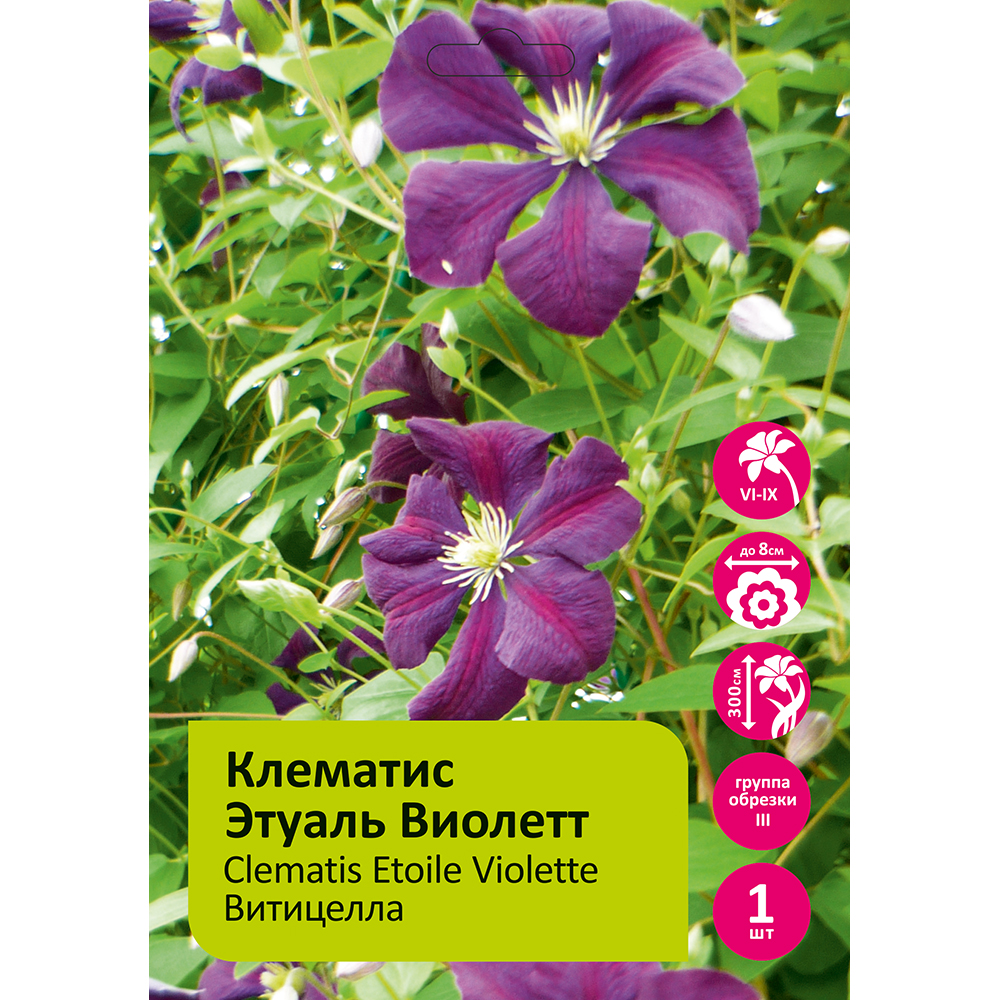 Клематис Этуаль Виолетт 1шт гр.обрезки 3 / Clematis Etoile Violette 