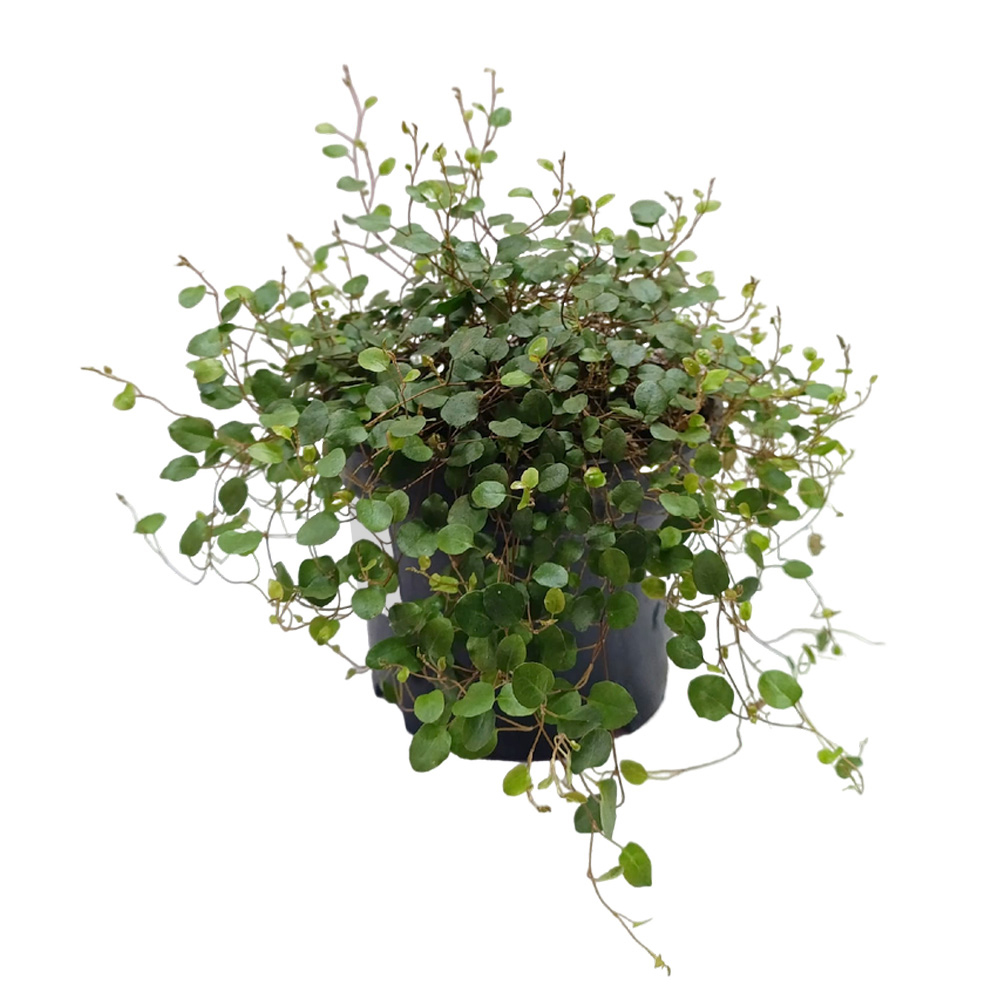 Мюленбекия г.14