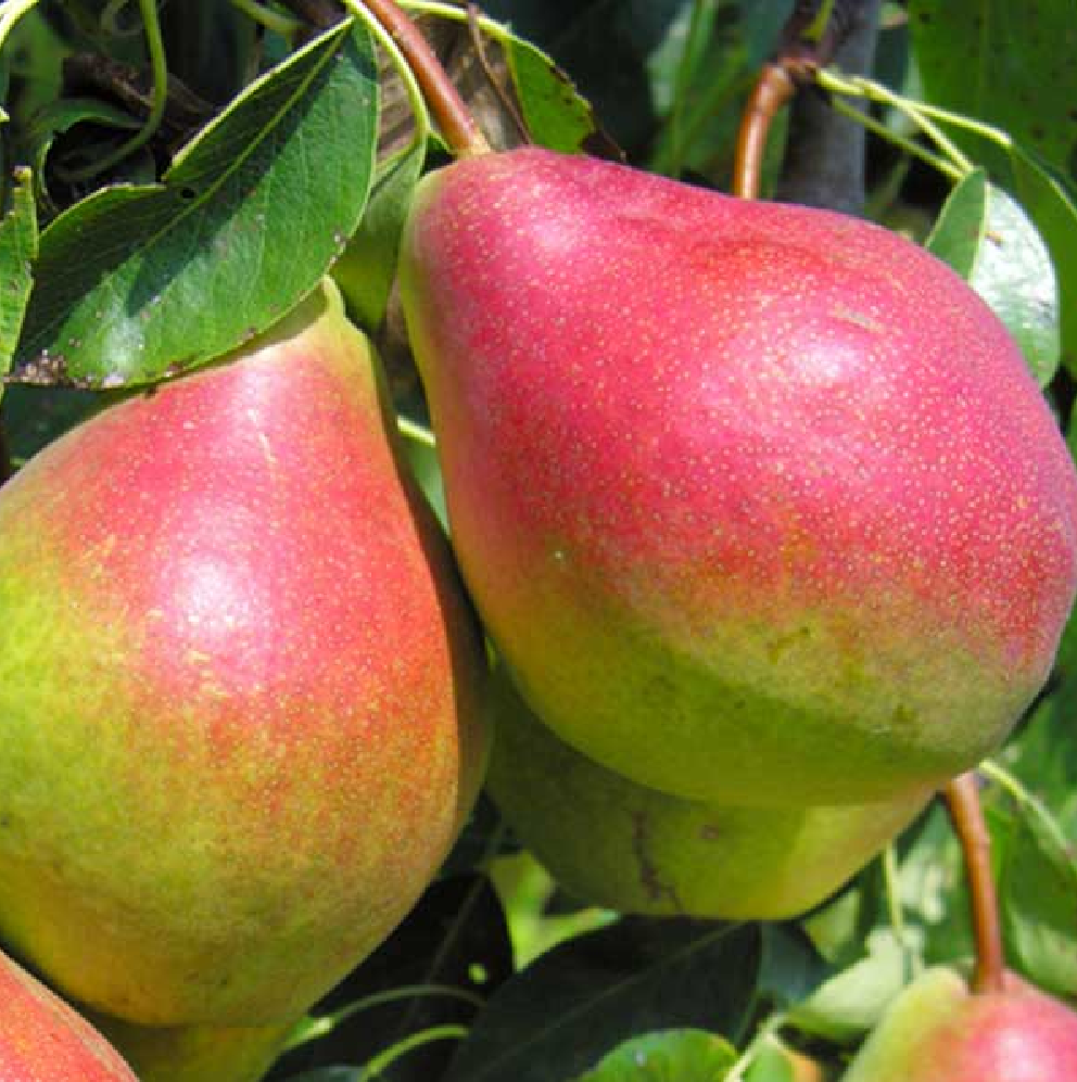 Груша Краснобокая ЗКС 3л