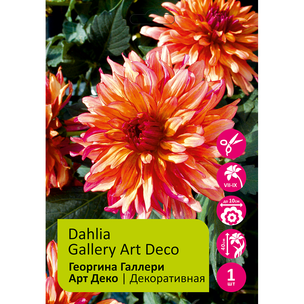 Георгина Галлери Арт Деко  1шт/Dahlia Gallery Art Deco (для Патио)