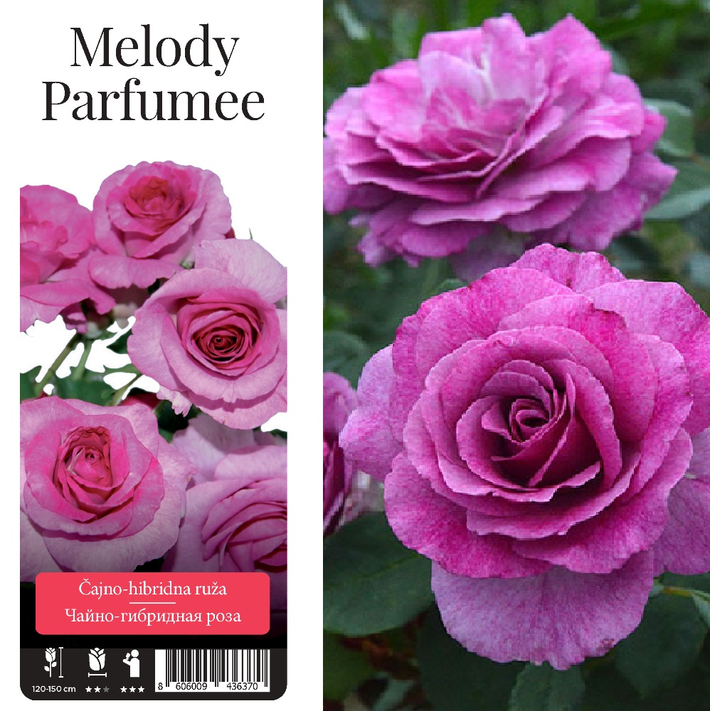 Роза Мелоди Парфюм чайно-гибридная 1шт/Melody Parfumee  /20