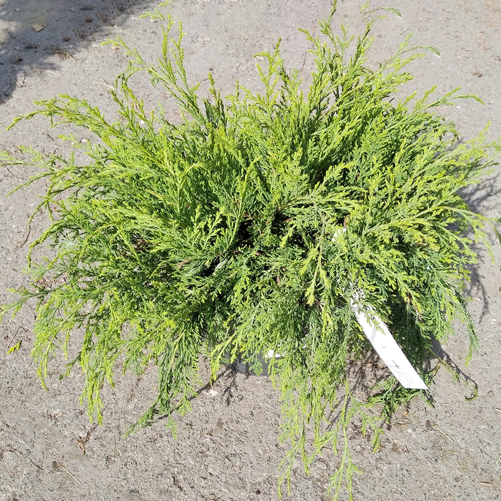 Микробиота перекрестнопарная С3 (высота 30-40см) 1шт/Microbiota decussata