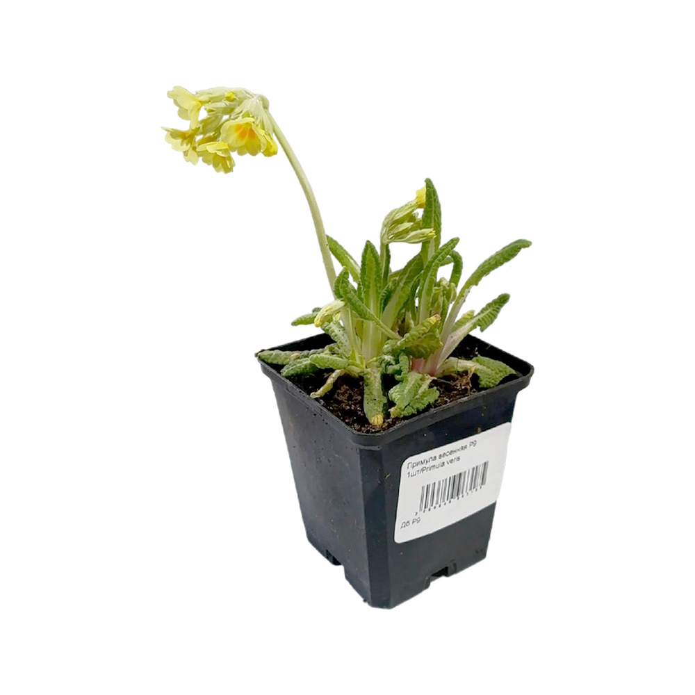 Примула весенняя Р9 1шт/Primula veris 