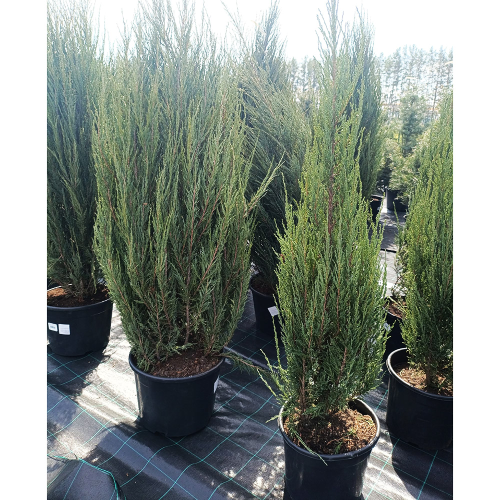 Можжевельник скальный Блу Арроу С20 (h 120-140) 1шт / Juniperus Blue Arrow