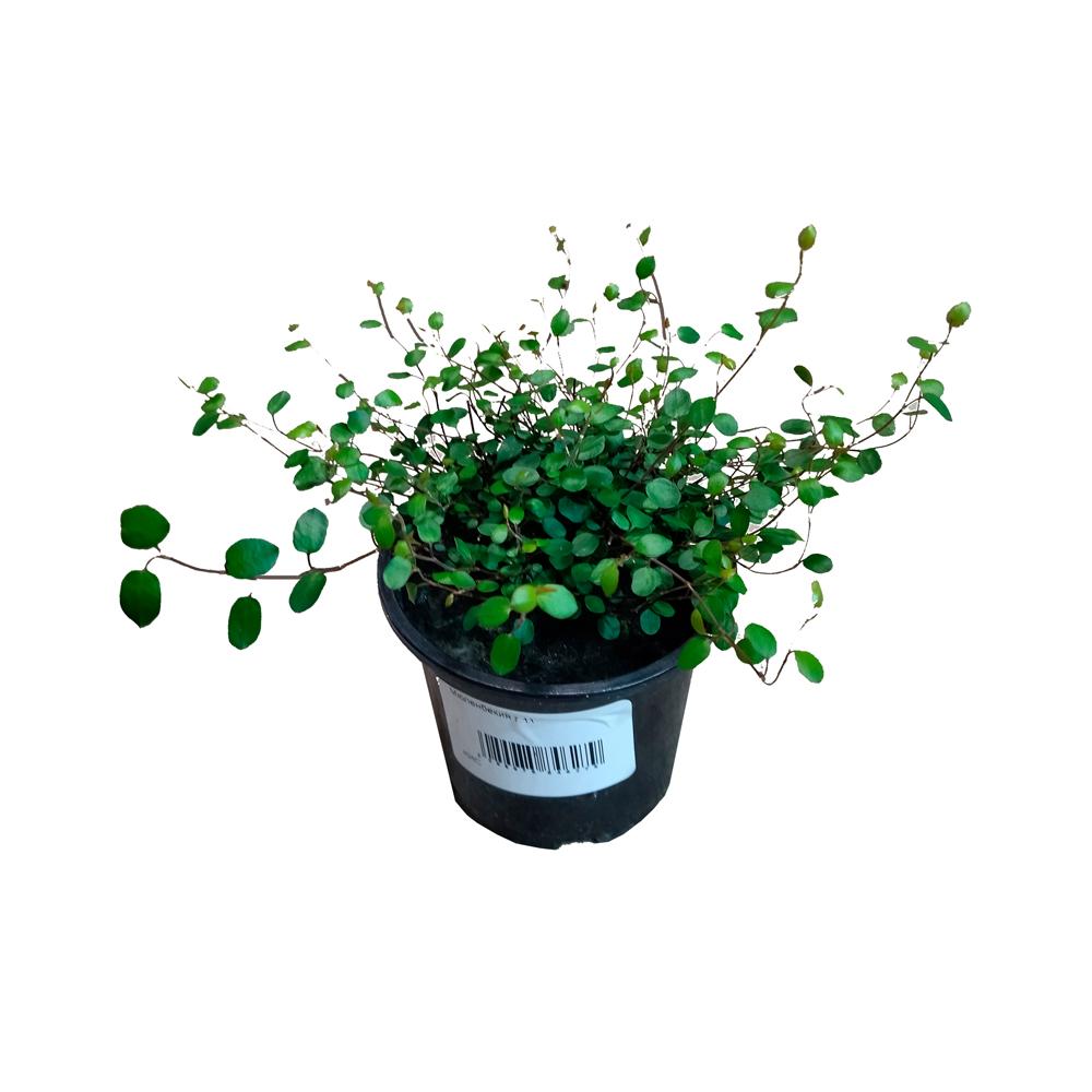 Мюленбекия в горшке диаметром 11см/ 1шт